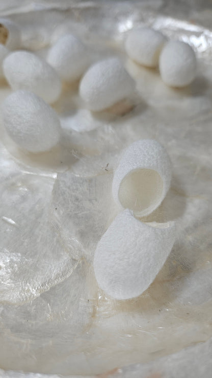 Natural Silk Cocoon Effects - White 24 pc