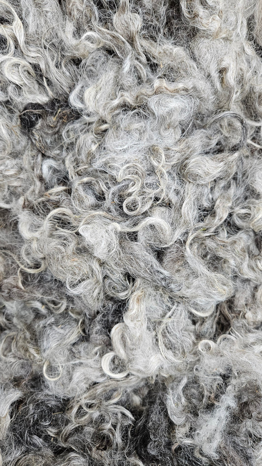 COTSWOLD - Rare Breed (SE2SE Livestock Conservancy) Washed Fleece Locks Natural Grey Silver - 8 oz