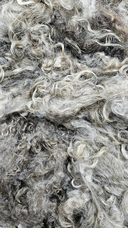 COTSWOLD - Rare Breed (SE2SE Livestock Conservancy) Washed Fleece Locks Natural Grey Silver - 8 oz