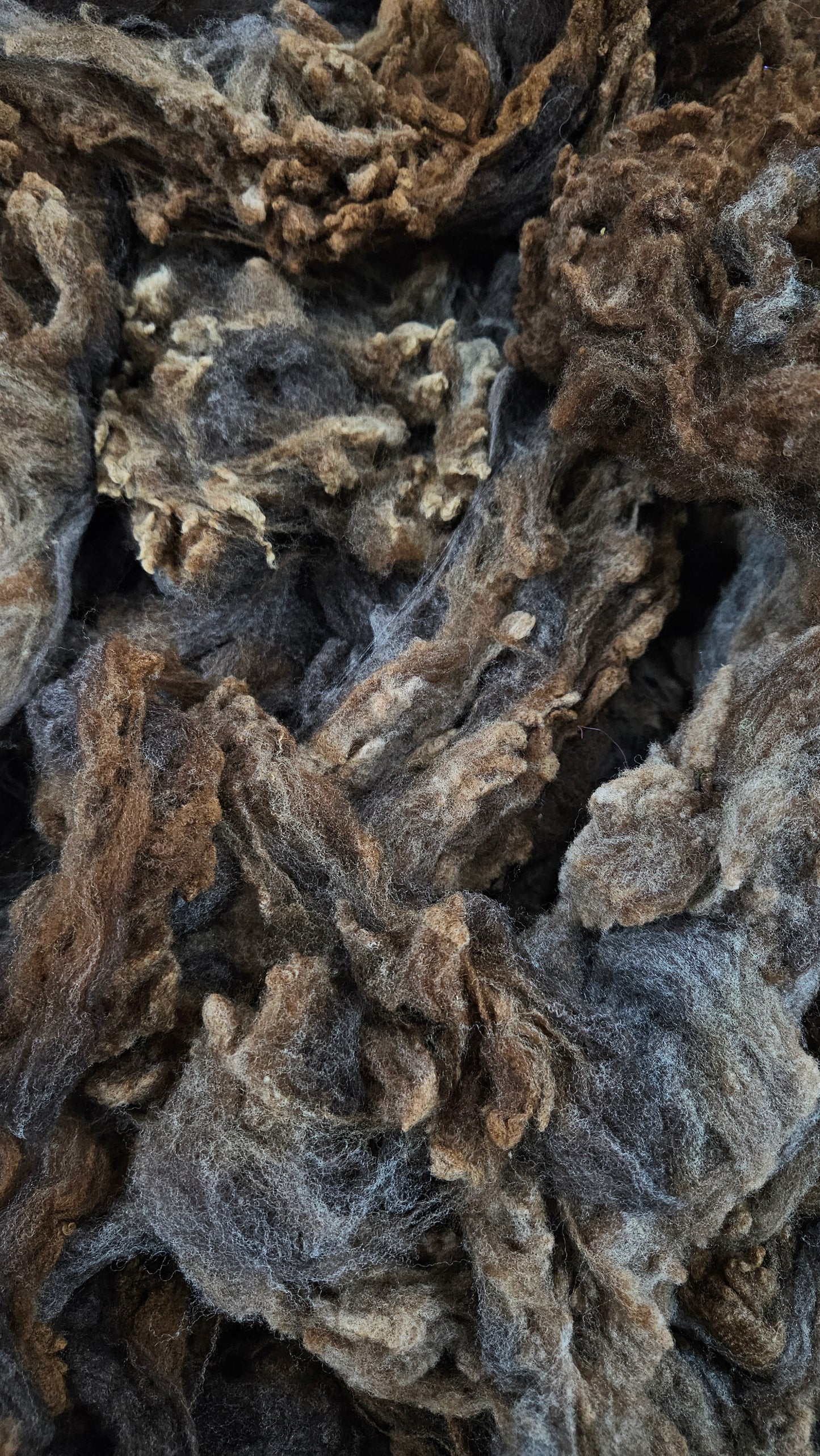 RAMBOUILLET - Washed Fine Wool Fleece Natural Morrit Grey Brown French Merino - 4 oz
