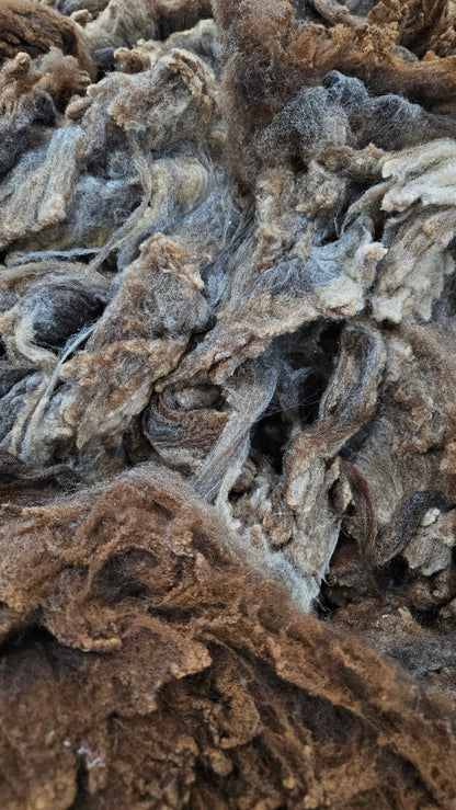 RAMBOUILLET - Washed Fine Wool Fleece Natural Morrit Grey Brown French Merino - 4 oz