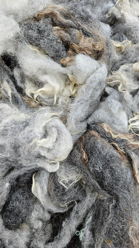 SHETLAND - Rare Breed SE2SE Washed Fleece Locks Natural Brown Ivory Morrit - 4 oz
