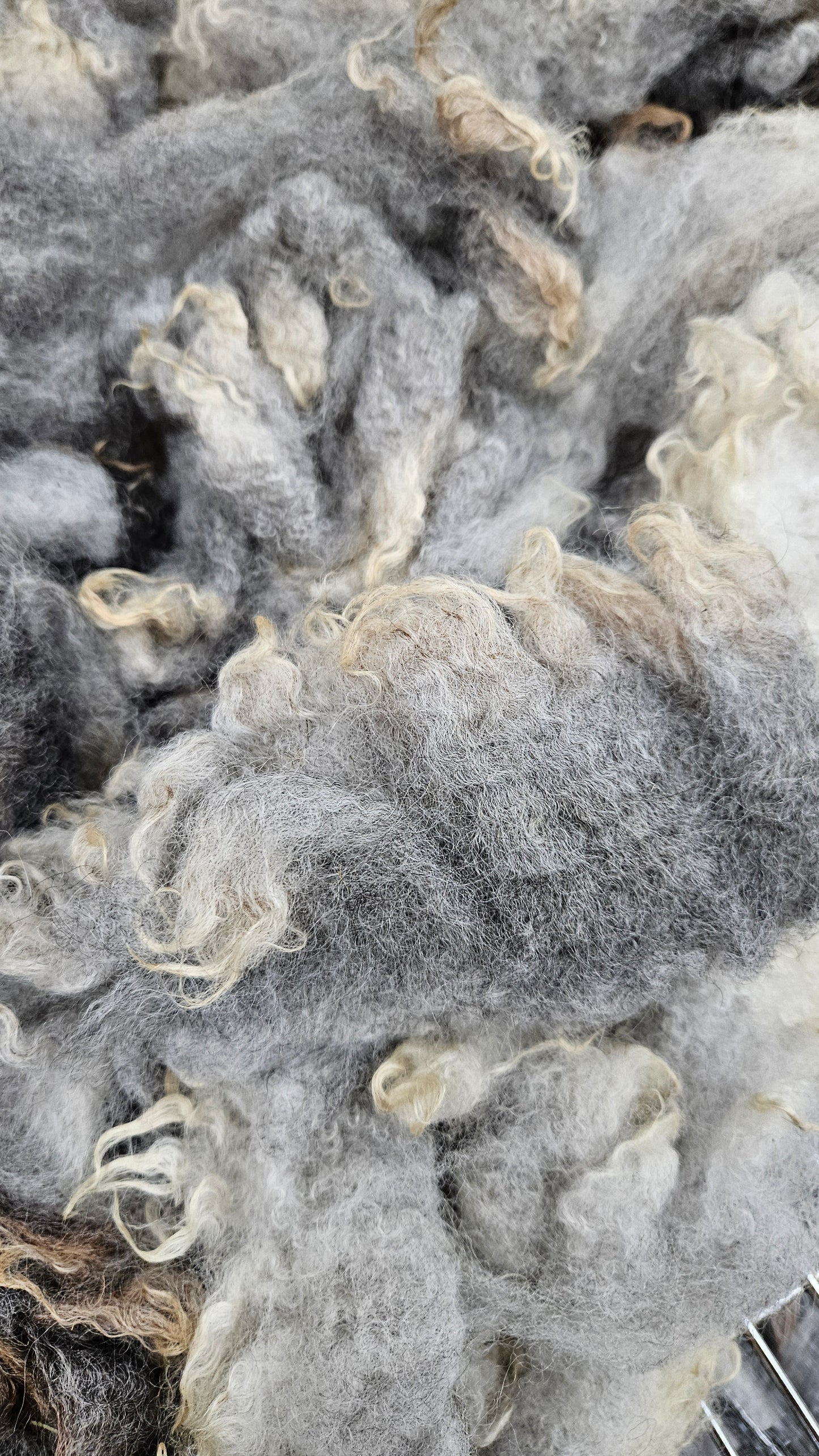SHETLAND - Rare Breed SE2SE Washed Fleece Locks Natural Brown Ivory Morrit - 4 oz