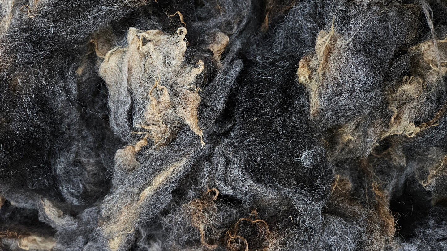 SHETLAND - Rare Breed SE2SE Washed Fleece Locks Natural Brown Tan Morrit - 4 oz