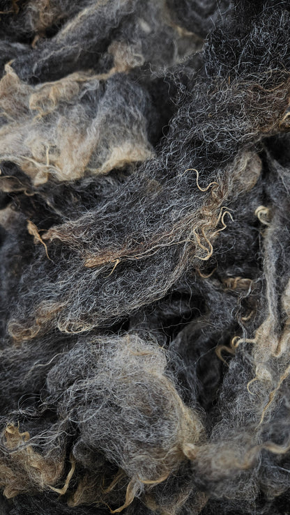 SHETLAND - Rare Breed SE2SE Washed Fleece Locks Natural Brown Tan Morrit - 4 oz