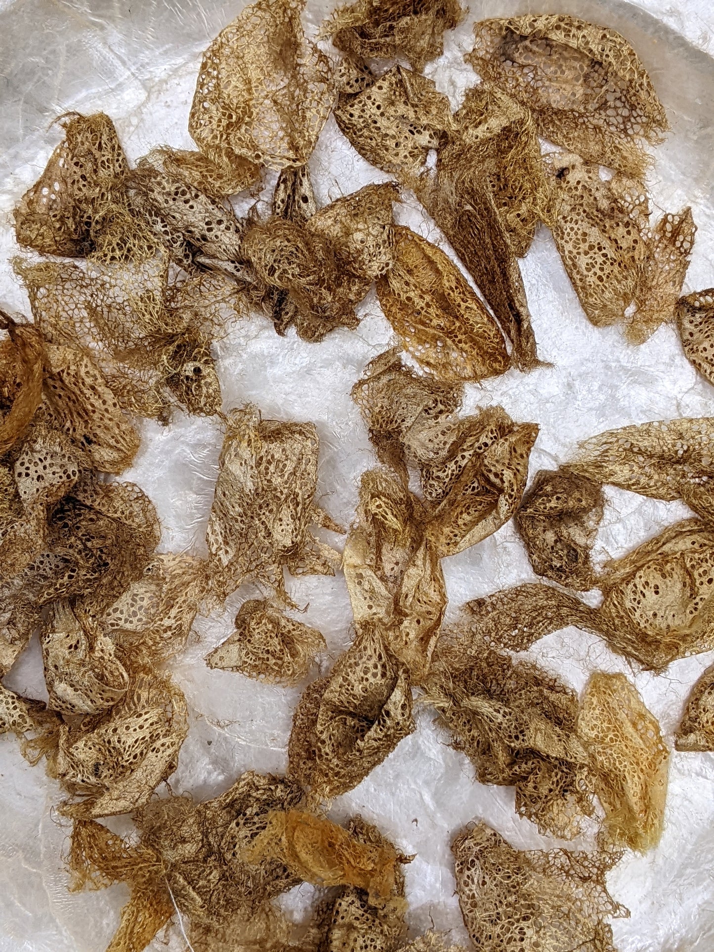 Rare Indonesian wild gathered natural gold lace silk cocoons